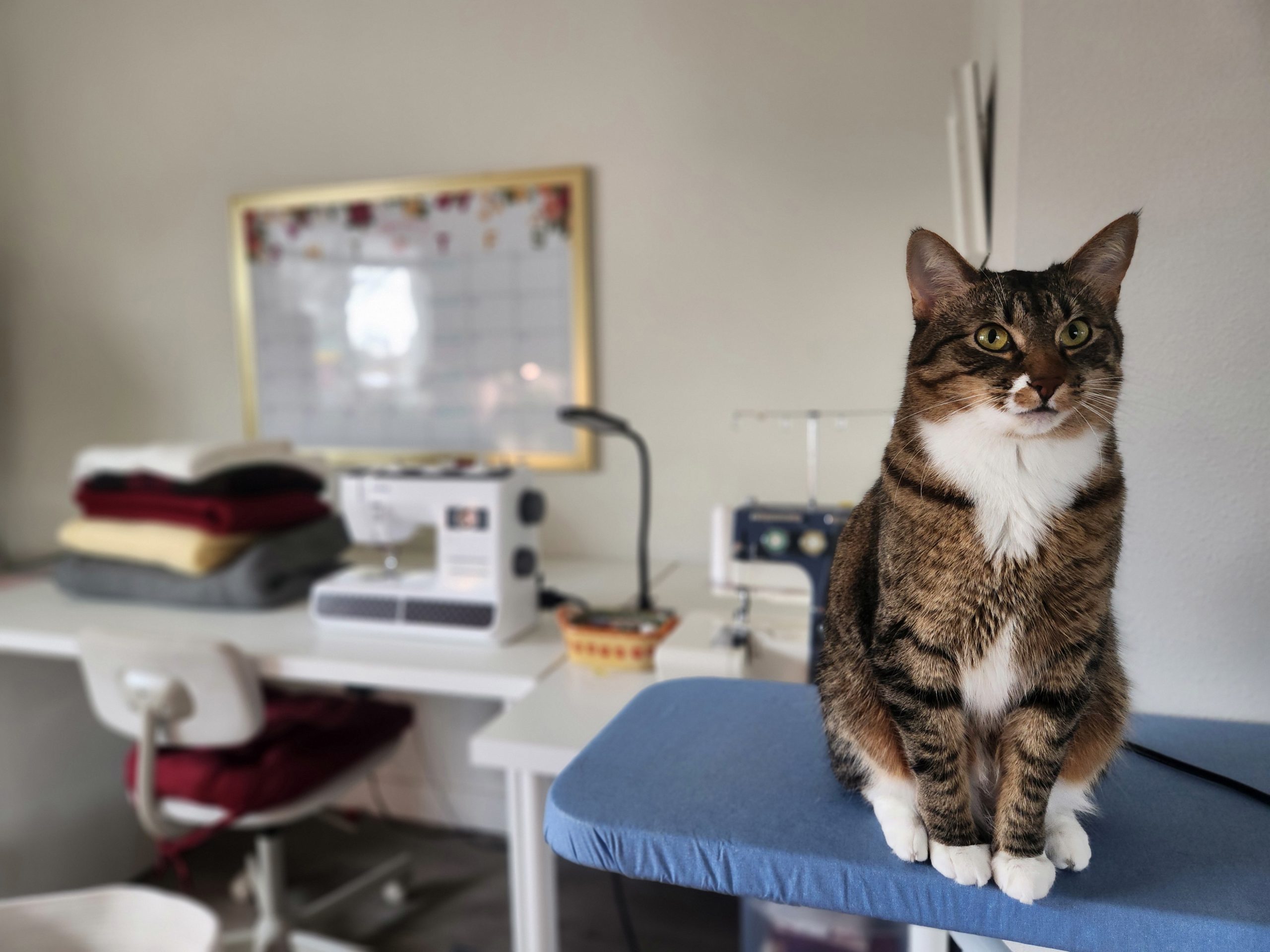 Everything You Need To Begin Your Amazing Sewing Journey